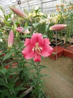 [5206 Resolute Mak No01.JPG]